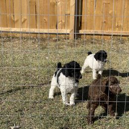 Poodle Puppies from Parapoodles