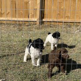 Poodle Puppies from Parapoodles