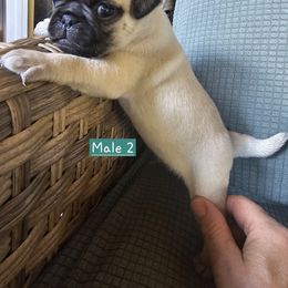 Fawn boy - Fawn male Pug puppy in Martville, New York from Hug a Pug LLC