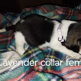 Girl 6 - Beagle puppy from Lacy's Beagles