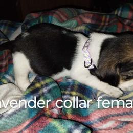 Girl 6 - Beagle puppy from Lacy's Beagles