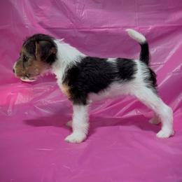 Last-Born Girl - White black and tan female Wire Fox Terrier puppy in Ennis, Texas from Syrayed Farm