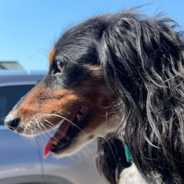 Dachshunds from Dirty Creek Dachshunds and Corgis