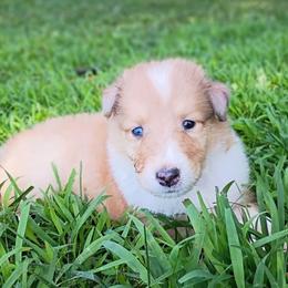 Leo - Sable and white male Collie puppy in Salem, Indiana from Living Blessed Collies