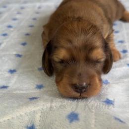 Rain - Dapple male Dachshund puppy in Mc Donough, Georgia from L & J Kennel