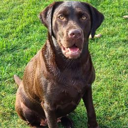 Nelli - Labrador Retriever