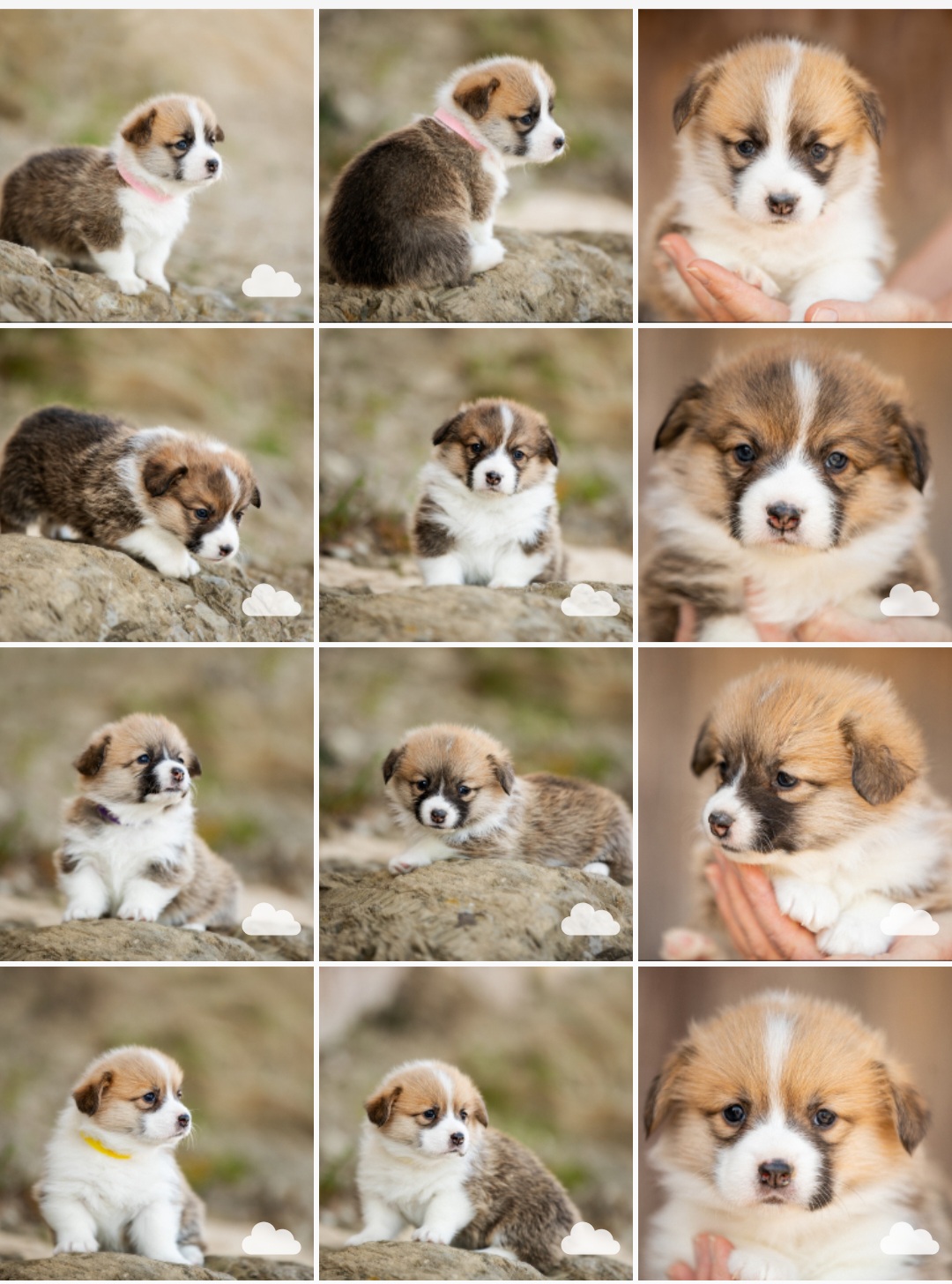 Pembroke Welsh Corgi Puppies from California Corgi Butts