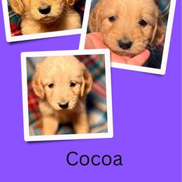 Cocoa - Apricot female Goldendoodle puppy in Bluefield, Virginia from Love on a Leash