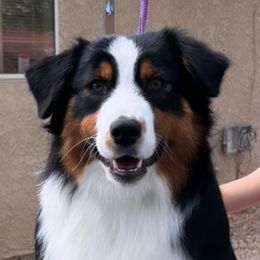 Nikki - Australian Shepherd