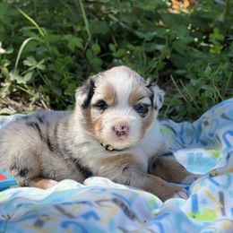 Boy 5 - Blue merle male Australian Shepherd puppy in Hartville, Missouri from Stamper K9’s