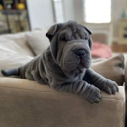 Chinese Shar-Pei Puppies from DCSHARPEI