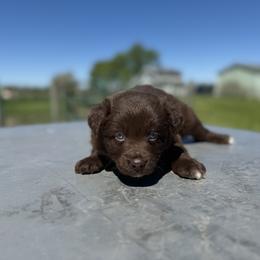 Pebbles - Red & white female Australian Shepherd puppy in Laotto, Indiana from Circle B working Aussies