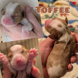 Toffee - Blenheim male Cavalier King Charles Spaniel puppy in Oppelo, Arkansas from Liberty Acres Puppies
