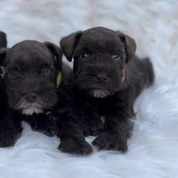 Miniature Schnauzers from Texas Small Town Schnauzers