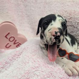 Fantasia - Harlequin female Great Dane puppy in Brooksville, Florida from Follow My Lead Great Danes