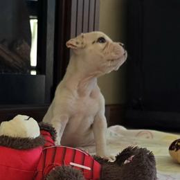 Macaron - White male American Bulldog puppy in Three Rivers, Michigan from Jemms Kennels