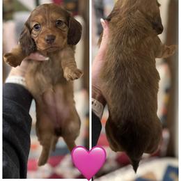 Girl 4 - Red female Dachshund puppy in Bellevue, Texas from Bar -JL DOXIES