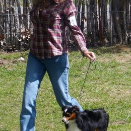 Aussiedoodle, Miniature Australian Shepherd, and Toy Australian Shepherd All Grown Up from Lindsey’s Aussies