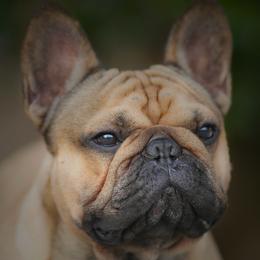 Archer - French Bulldog