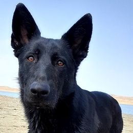 German Shepherds from Broken Arrow AKC German Shepherds