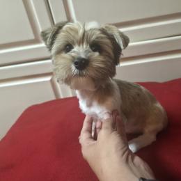 Lil Spotty Boy - Parti male Yorkshire Terrier puppy in San Marcos, Texas from Casa de Yorkies