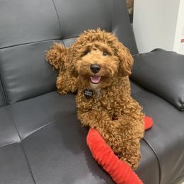 Poodle Puppies from The Poodlemen