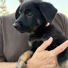 Pink - Bi-color female German Shepherd puppy in Newport Beach, California from Vom Bismarkhaus