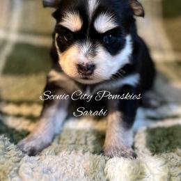 Sarabi - Black and white female Pomsky puppy in Rossville, Georgia from Scenic City Pomskies