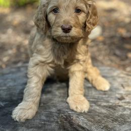 Goldendoodle Puppies from Timber Rock Doodles