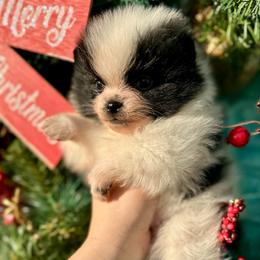 Snoopy - Black parti male Pomeranian puppy in Springfield, Missouri from Hope Mountain Pomeranians