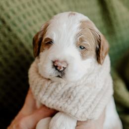 Clover - Parti male Goldendoodle puppy in Patterson, California from Dooling Doodles