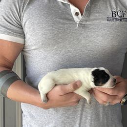 Eve - Female 2 - Blue female Australian Cattle Dog puppy in Jefferson, South Carolina from Blue Creek Farms