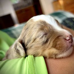 Aussiedoodle Puppies from WildRiver Pups