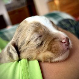 Aussiedoodle Puppies from WildRiver Pups