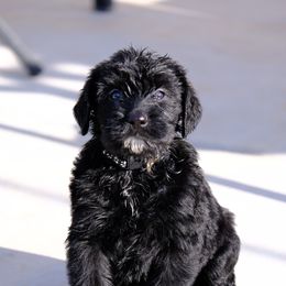 Giant Schnauzer Puppies from Schnauzer Ranch