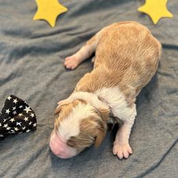 Mercury - Parti male Goldendoodle puppy in Camden, North Carolina from Oopsie Doodles of NC