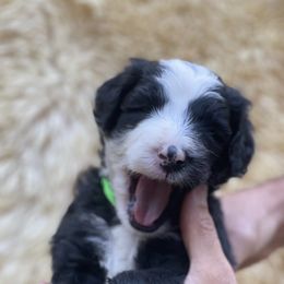Sheepadoodles from Sheepadoodle in CA