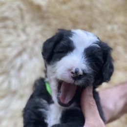 Sheepadoodles from Sheepadoodle in CA