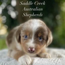 Girl 2 - Red merle female Australian Shepherd puppy in Mount Sterling, Kentucky from Saddle Creek Australian Shepherds