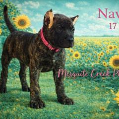Navajo - Tiger female Perro de Presa Canario puppy in Horizon, Texas from Mesquite Creek Kennels