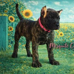 Navajo - Tiger female Perro de Presa Canario puppy in Horizon, Texas from Mesquite Creek Kennels