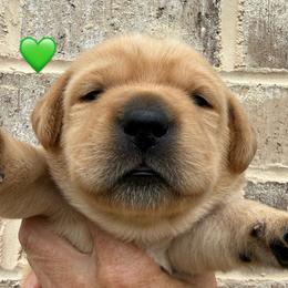 Green collar - Yellow male Labrador Retriever puppy in Clinton, Tennessee from Summer Rose