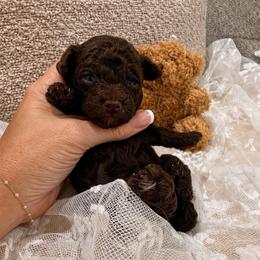 Rowan - Brown male Poodle puppy in Poplarville, Mississippi from Southern Belle Poodles
