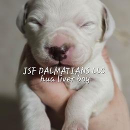 White - White and liver brown male Dalmatian puppy in Conrath, Wisconsin from JSF Dalmatians LLC