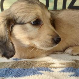 Dachshund Puppies from Meadow Ridge Dachshunds