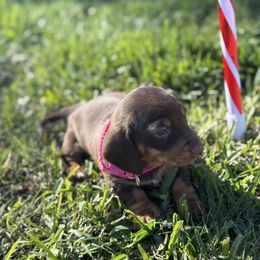 Mocha - Chocolate and tan female Dachshund puppy in Anaheim, California from SoCal Mini Dachshunds
