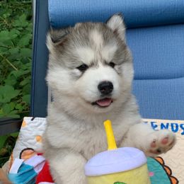 Siberian Husky Puppies from Canace Siberians