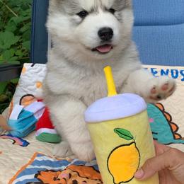 Siberian Husky Puppies from Canace Siberians