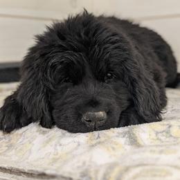 Cici - Black female Newfoundland puppy in Sugarcreek, Ohio from Wrinkles Rare Newfoundlands