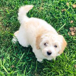 Goldendoodle Puppies from Coal Country Doodles